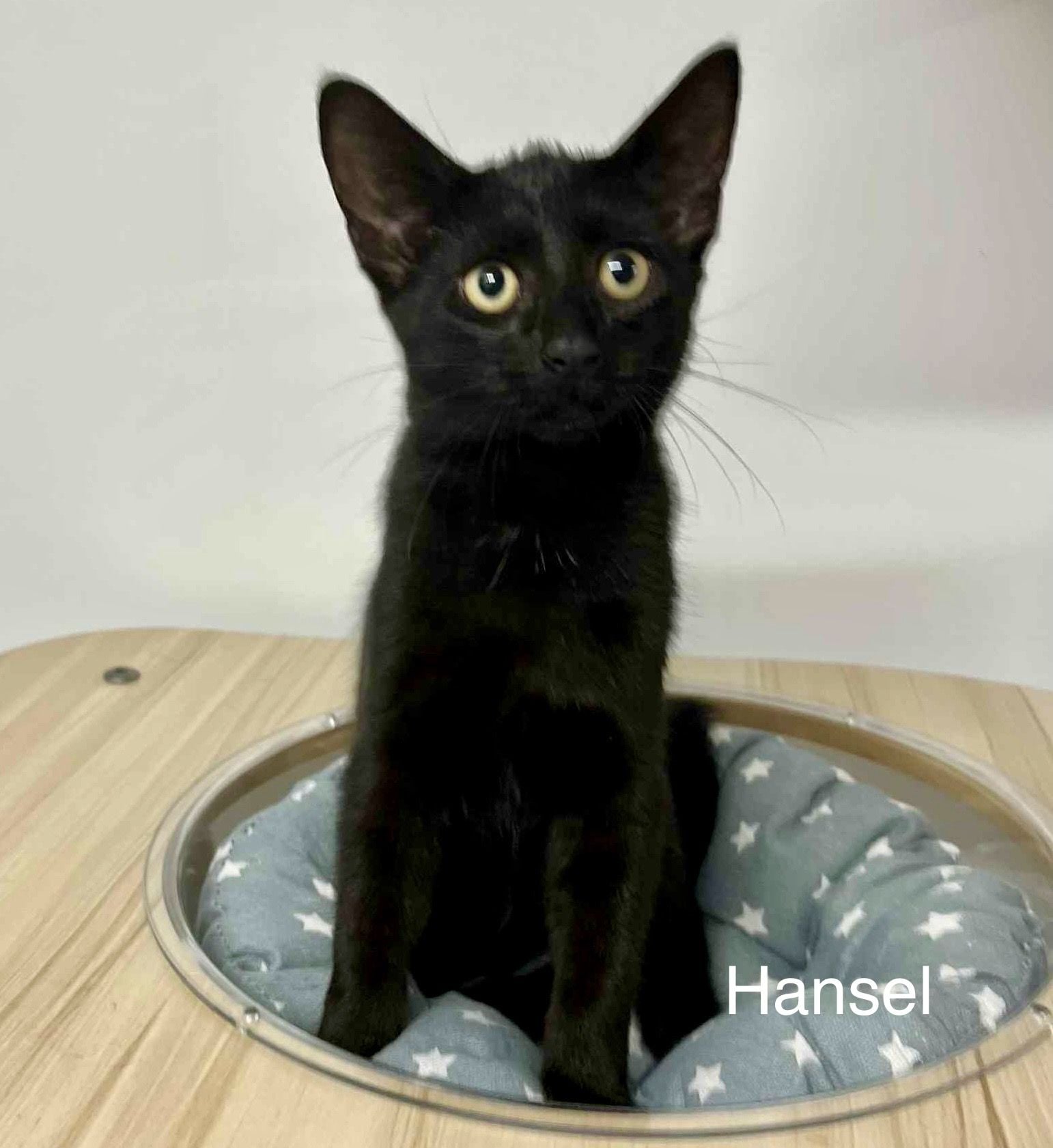 Hansel Hansel